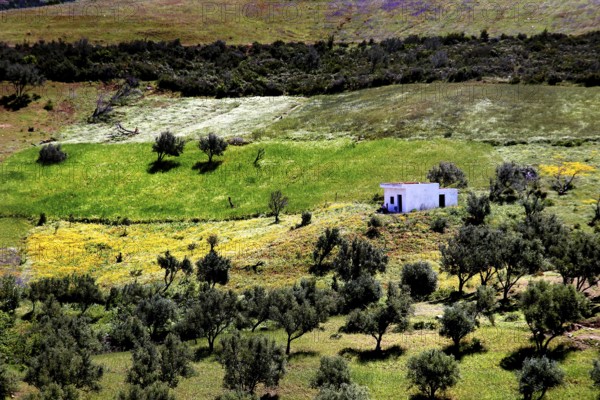 Hilly landscape with olive trees and a house in the Rif Mountains, Chefchaouen, Morocco