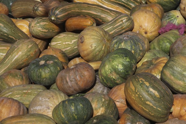Different pumpkins in bright colors at a market in Skoura, Skoura, Morocco