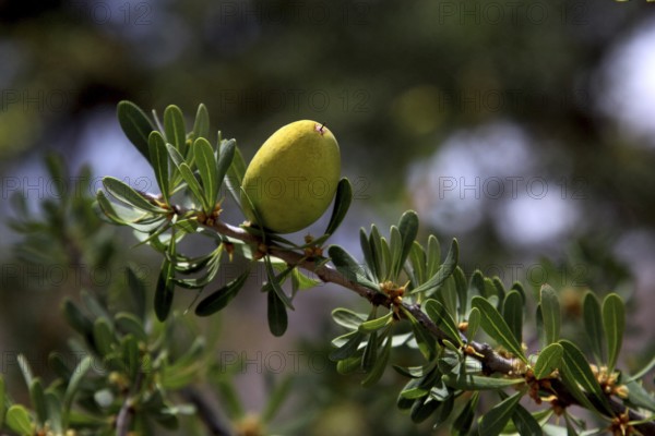 Close-up of a green argan fruit on a branch with leaves in Tafraoute, Tafraoute, Souss-Massa, Morocco