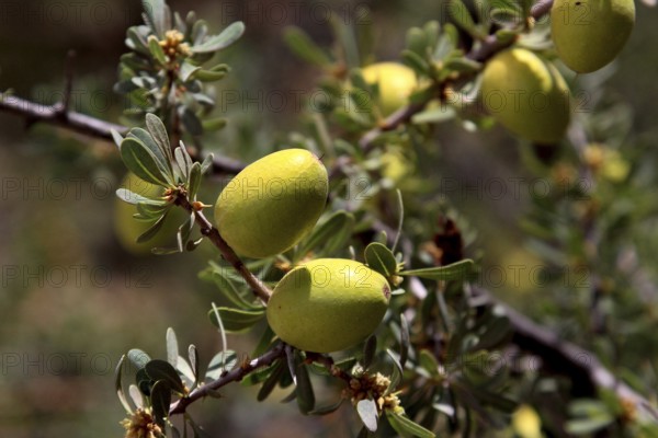 Close-up of an argan tree with ripe green fruits in focus, Tafraoute, zero, Morocco