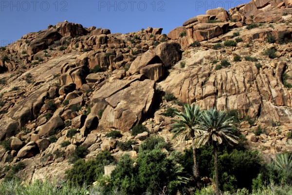 Impressive sized rocks cover lush palm trees in the Valley of the Ammeln, Tafraoute, Souss-Massa region, Morocco