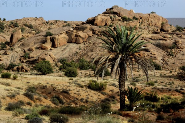 Barren landscape with palm trees and rock formations in Tafraoute, Tafraoute, Souss-Massa, Morocco