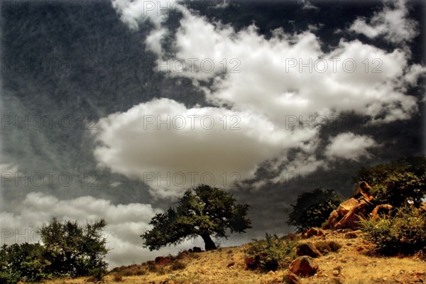 Single argan tree under a dramatic sky with clouds in Tafraoute, Tafraoute, Souss-Massa, Morocco
