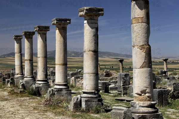 Row of ancient columns along the Decumanus Maximus in Volubilis, under a clear sky, Volubilis, Morocco, Morocco