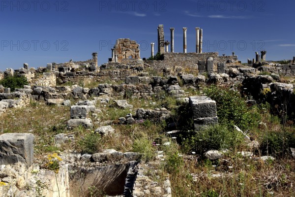 Ruins of the Volubilis Basilica and Capitol surrounded by wild vegetation under a cloudless sky, Volubilis, Morocco, Morocco