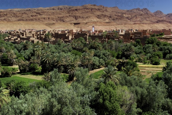 Lush palm sea surrounds a desert village in the Todra Gorge, Todra, Gorge, Palmerie