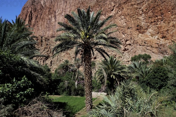 Large palm tree against a rocky backdrop in the Todra Gorge, Todra, Morocco