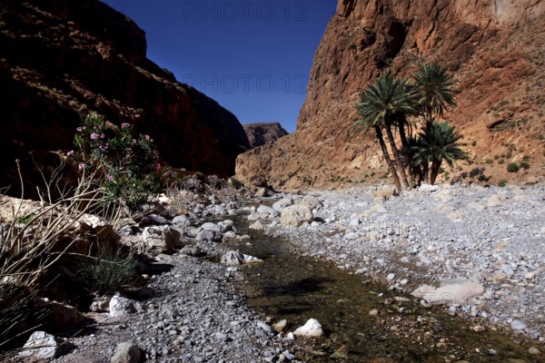 Dry gorge with rocks and sparse vegetation in Todra Gorge, Todra, Morocco
