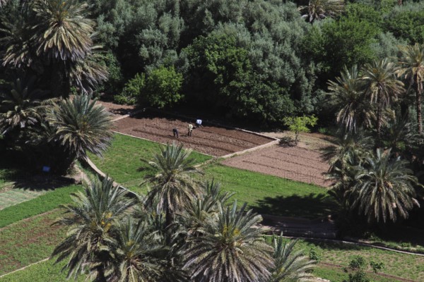 Palm trees and agricultural land in the Todra Gorge, Todra, Morocco
