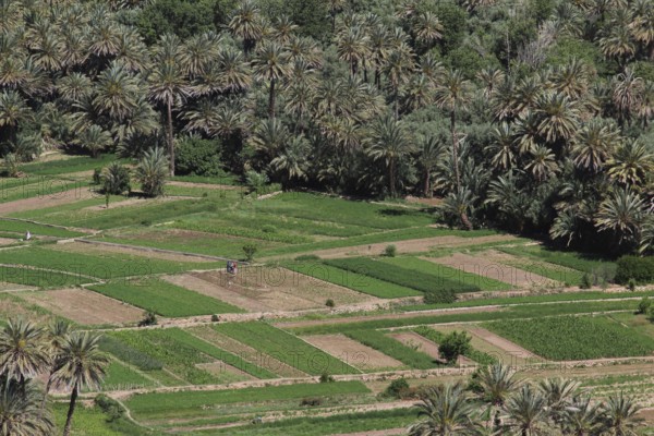 Green fields and palm trees in a desert landscape of the Todra Gorge, Todra, Morocco