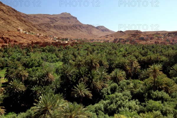 Lush palmery in the Todra Gorge against a barren mountain backdrop, Todra, Drâa-Tafilalet region, Morocco