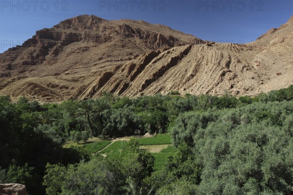 Todra Gorge landscape with green palmery and impressive rock formations, Todra, Drâa-Tafilalet region, Morocco