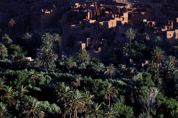 The Todra Gorge with lush palm-fringed vegetation in the foreground, Todra, Drâa-Tafilalet region, Morocco