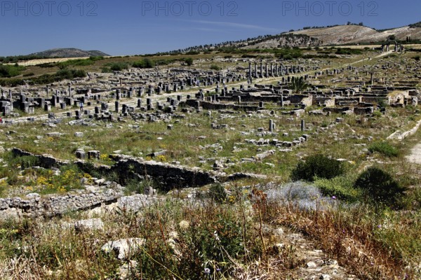 Decumanus Maximus, the main street of Volubilis, stretches through ancient ruins to the nearby hills, Volubilis, Morocco, Morocco