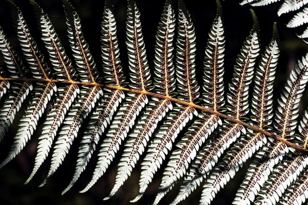 Close-up of a silver fern with fine leaf structure in Te Puia, Rotorua, New Zealand