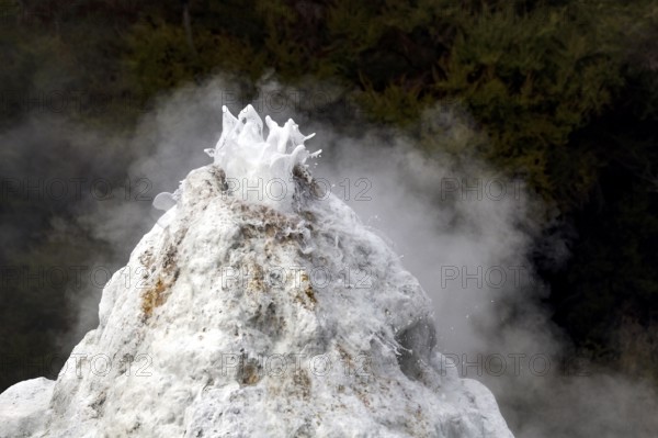 The Lady Knox geyser pushes water into the sky in the Wai-O-Tapu area