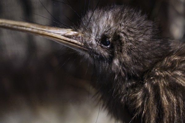 Close-up of a kiwi at Te Puia in Rotorua, New Zealand, Rotorua, New Zealand
