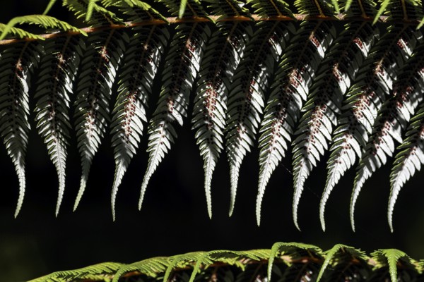 Close-up view of the textured leaves of a silver fern in Te Puia, Rotorua, New Zealand