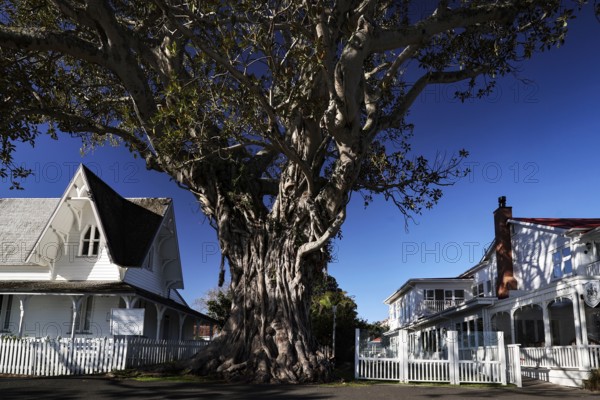 Large, impressive tree in front of historic buildings in Russel, Russel, Northland, New Zealand