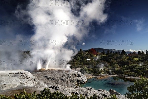 The Poehutu geyser in Te Puia surrounded by rising steam and blue water in the geothermal area, Rotorua, North Island, New Zealand