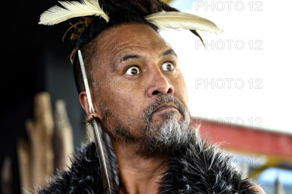 Concentrated Maori man wearing feather decoration at a cultural performance, Rotorua, Bay of Plenty, New Zealand