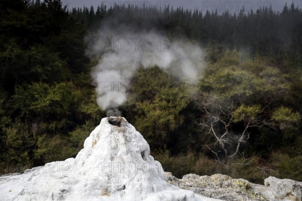 The Lady Knox geyser spews steam in the middle of a forest in Wai-O-Tapu