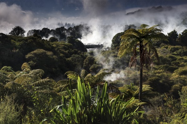 Dense forest and rising steam in the geothermal area of Te Puia, nestled in tropical vegetation, Rotorua, North Island, New Zealand