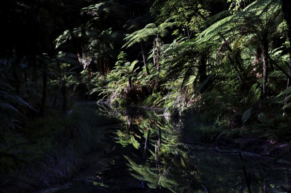 Dense forest with water reflections in Whakarewarewa in Rotorua, Rotorua, New Zealand