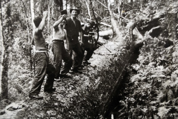 Group of loggers working in forest on historic black and white photo, Waitangi, New Zealand