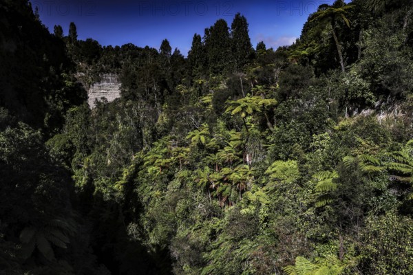 Dense forest in the Mangapuna Valley near the Bridge to Nowhere along the Whanganui River, Whanganui River, New Zealand