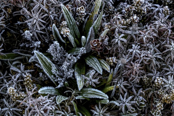 Ice-covered alpine vegetation in Tongariro Alpine Crossing, Tongariro National Park, North Island, New Zealand