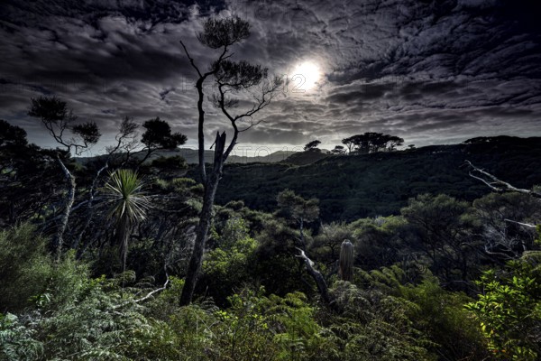 Nocturnal forest landscape with moonlight near Wharariki Beach, Wharariki Beach, New Zealand