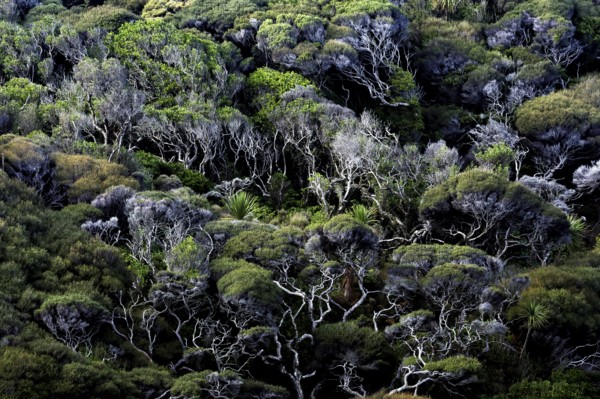 Dense forest area with lush vegetation near Wharariki Beach, Wharariki Beach, Tasman, New Zealand
