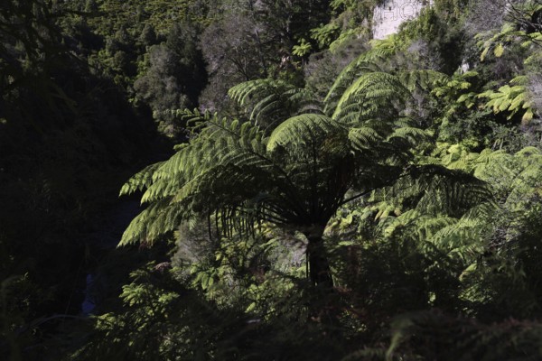 Large fern in dense forest area along the Whanganui River, Whanganui River, New Zealand