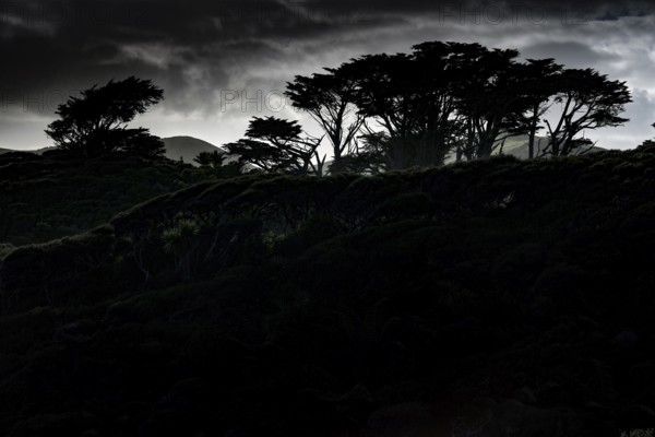 Silhouettes of trees at sunset near Wharariki Beach, Wharariki Beach, Tasman, New Zealand