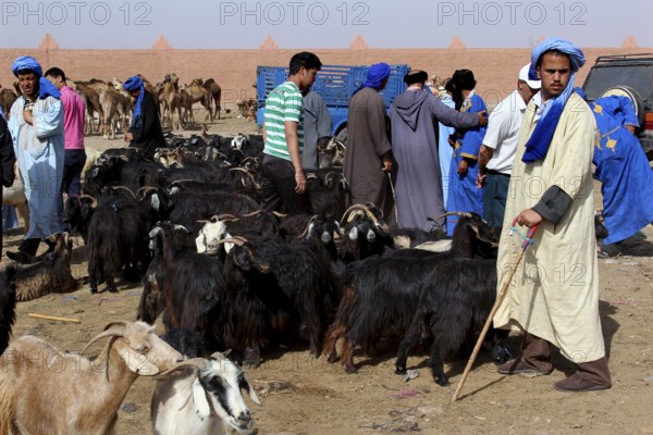 A lively cattle market with numerous people and goats in traditional clothing, Guelmim, Guelmim-Oued Noun, Morocco