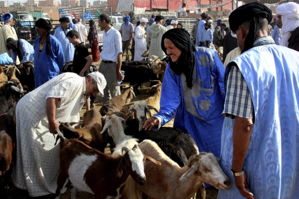 Traders negotiate to sell goats at a busy livestock market, Guelmim, Morocco