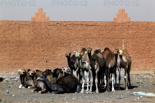 Group of camels in front of a traditional wall in a desert setting, Guelmim, Morocco