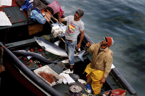 Fishermen work their catch on a boat in the harbor early in the morning, El Jadida, harbor, Morocco