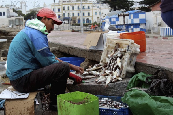 A fisherman sorts freshly caught fish on the edge of the harbor, Essaouira, Marrakesh-Safi, Morocco