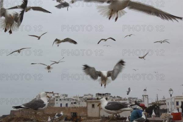 Seagulls fly over the city with cloudy sky, Essaouira, Marrakesh-Safi, Morocco