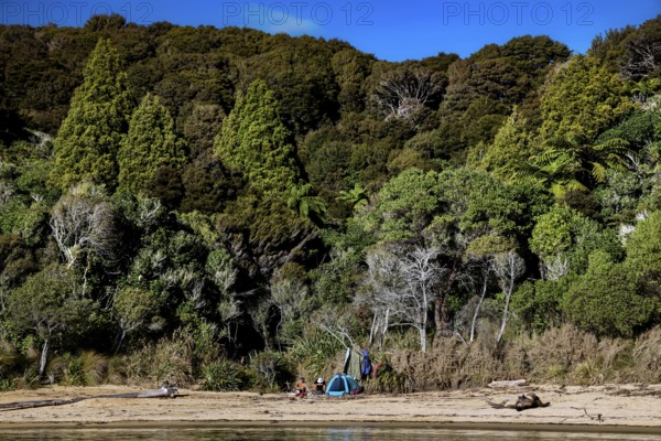 Te Pukatea Bay with a quiet beach and thick forest with blue sky, zero