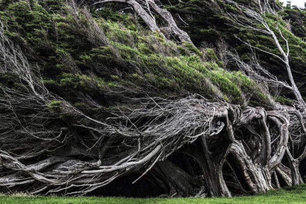 Dense, windswept trees with complex texture at Slope Point, Slope Point, Otago, New Zealand