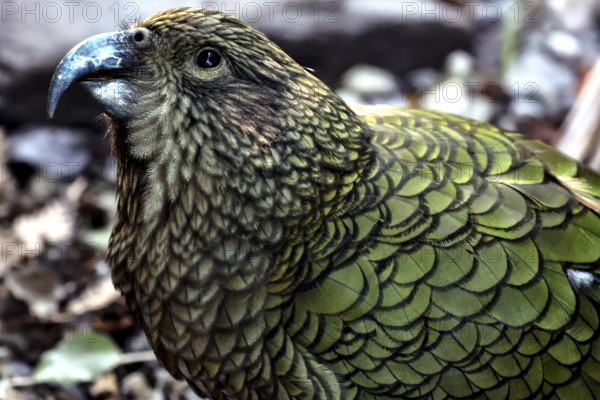 Portrait of a keas with eye-catching green-brown feathers, Queenstown, New Zealand