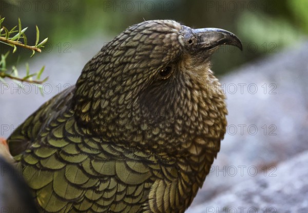 Close-up of a keas with detailed feathers in shades of brown and green, Queenstown, New Zealand