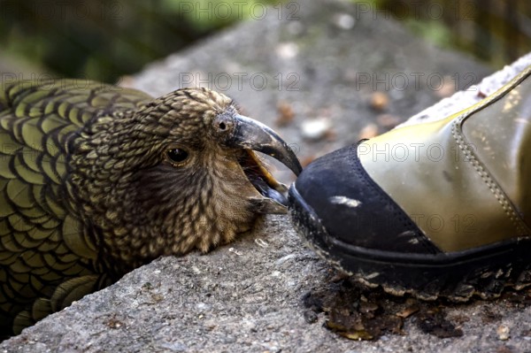 A Kea playfully bites the tip of a hiking boot, Queenstown, New Zealand
