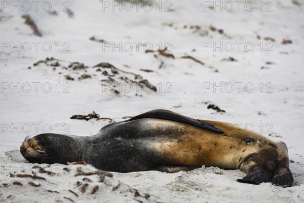 Sea lion lies relaxing on Sandfly Bay beach surrounded by nature, Sandfly Bay, Otago, New Zealand