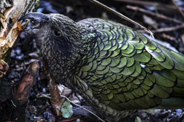 Detailed close-up of a Kea parrot with green plumage, Queenstown, Otago, New Zealand