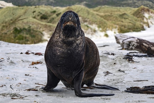 Sea lion resting on sandy beach in front of grassy dunes in New Zealand, Sandfly Bay, Otago, New Zealand