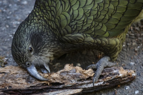 A kea uses its beak to gnaw on a piece of wood, Queenstown, New Zealand